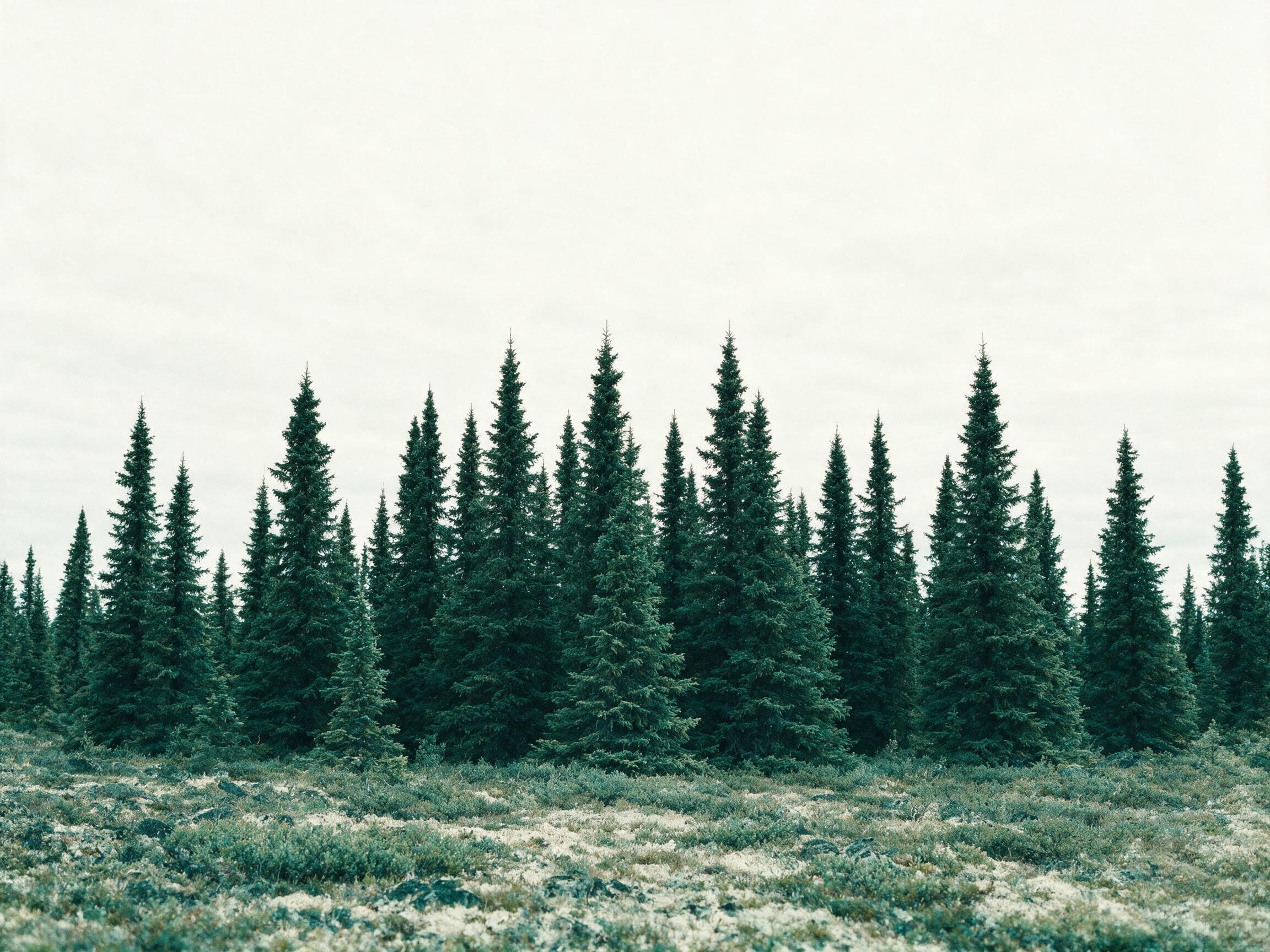 A line of dark spruce trees against a pale overcast sky